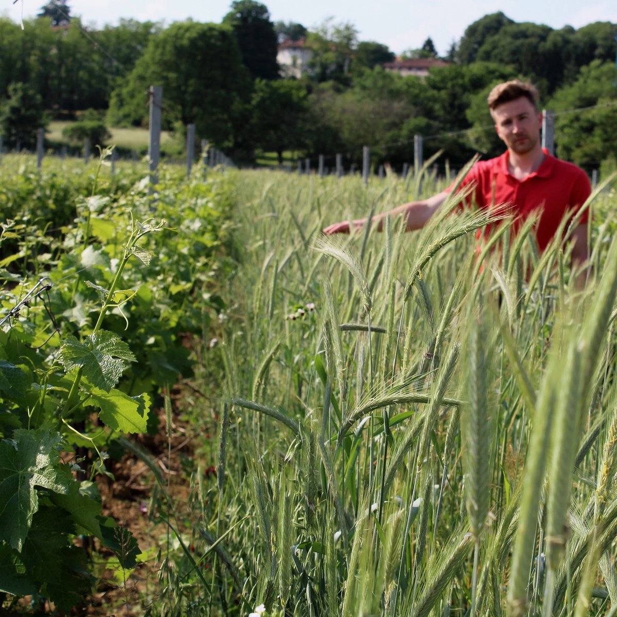 Arrivate al pieno del loro accrescimento, le #radici di queste essenze selezionate hanno anche la funzione di migliorare la struttura dei nostri #suoli. 
#Attems #Collio #Friuli #IlBuonoDelFriuli