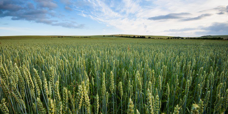 New research out today found that glyphosate, the world’s most widely used weed-killer, affects sexual development, genes and beneficial gut bacteria in animal studies at what are meant to be ‘safe’ doses bit.ly/2jZ6hfE