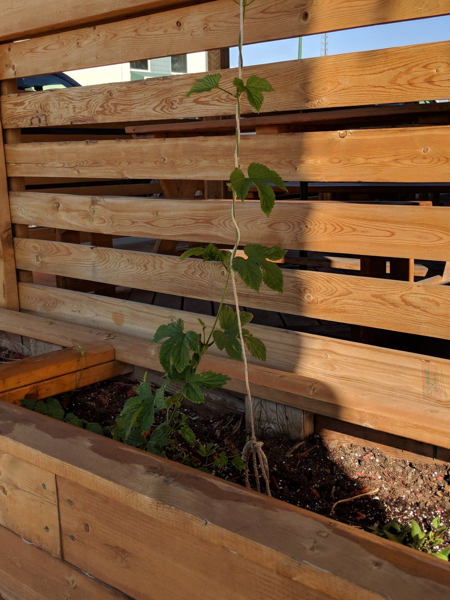 HellsBasementMH's tweet photo. A big thank you to our local green thumbs for getting our patio planter boxes in order this spring. #greenthumb #hopvine #hops #patio https://t.co/9Jh11NGaNC