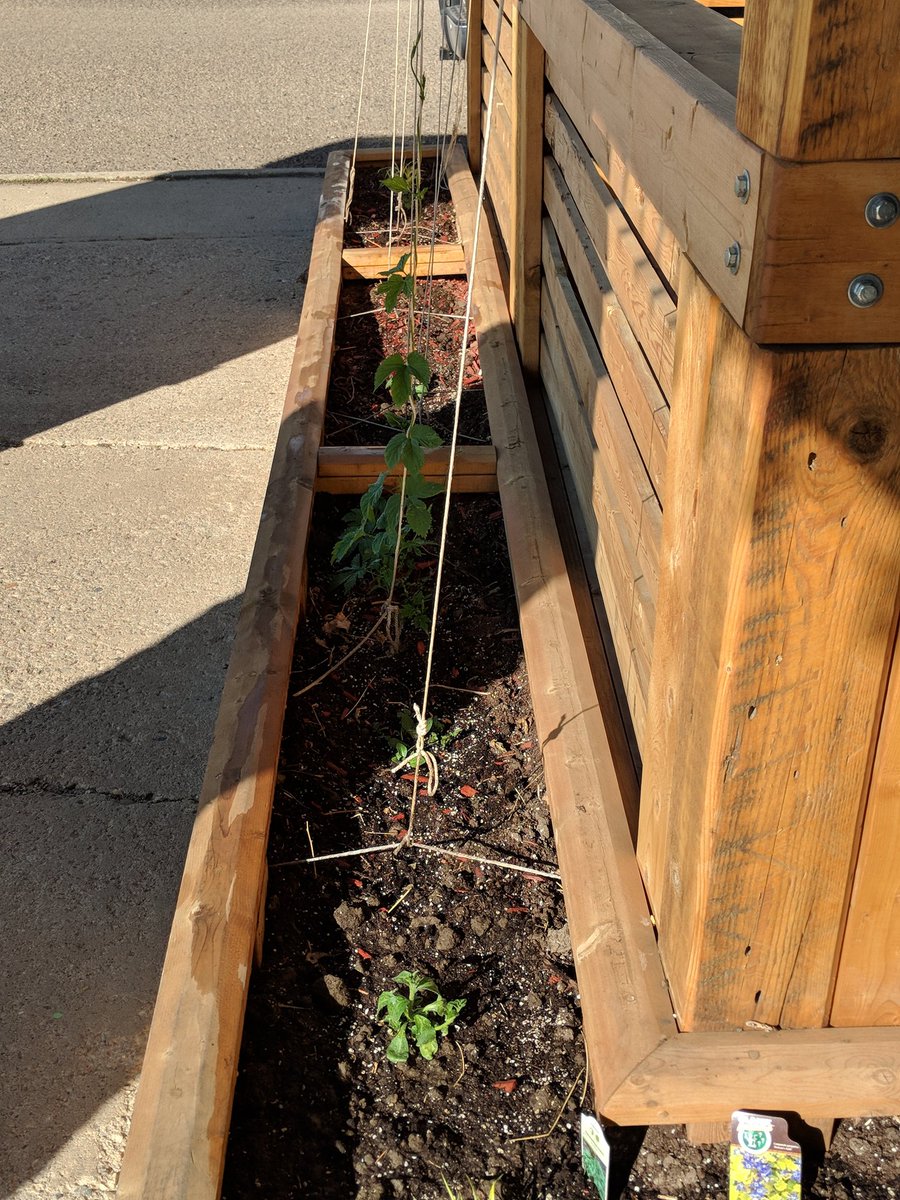 HellsBasementMH's tweet photo. A big thank you to our local green thumbs for getting our patio planter boxes in order this spring. #greenthumb #hopvine #hops #patio https://t.co/9Jh11NGaNC