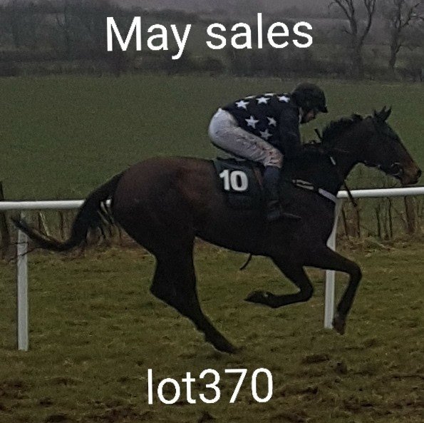 HarrietGraham1's tweet photo. @garyjrutherford this is an exciting prospect dual purpose gelding at next weeks @GoffsUK May Sale won first and only time out https://t.co/fo0pz9OpJs