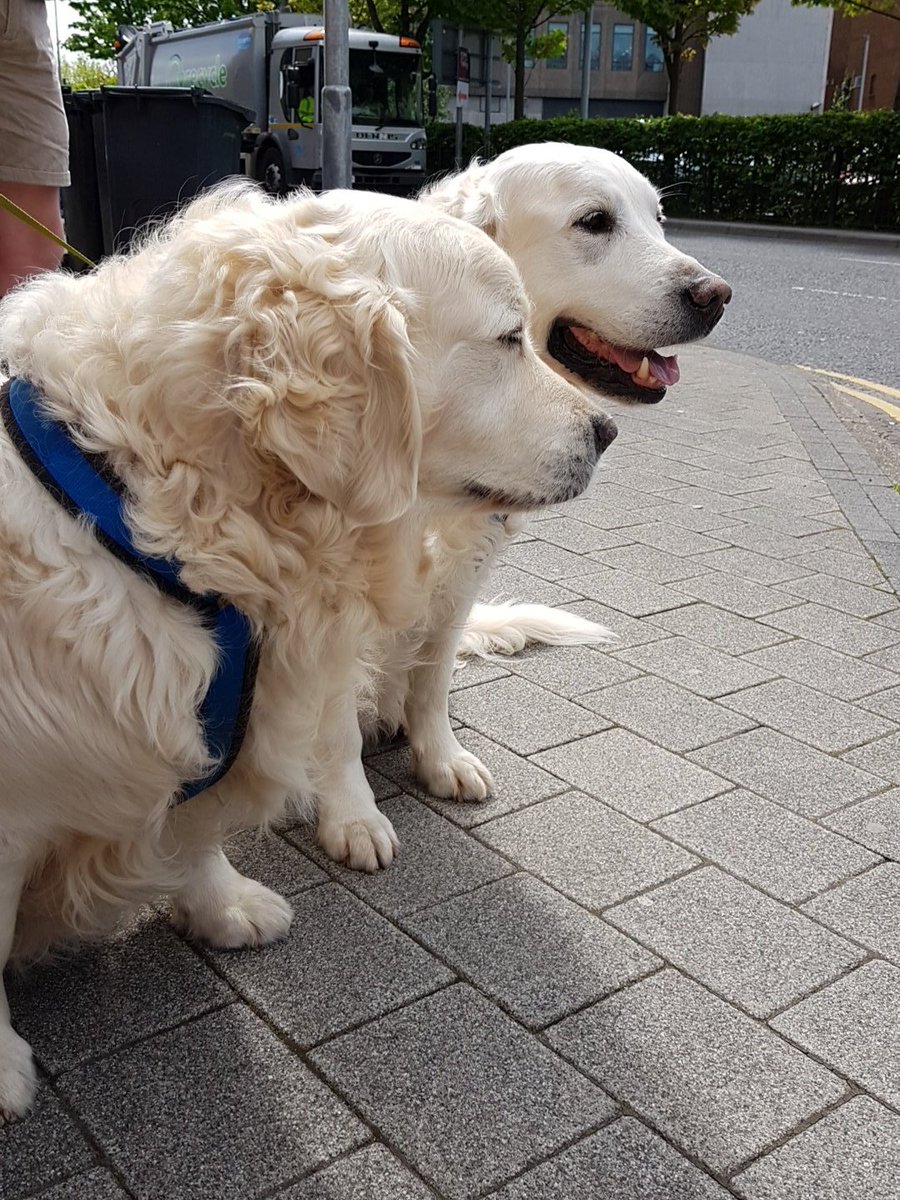 BillfromNNN's tweet photo. Out seeing what @dcsdcouncil has to offer in #Derry today with these two fur balls! #NovaOnTour https://t.co/QPOsx6OsO8