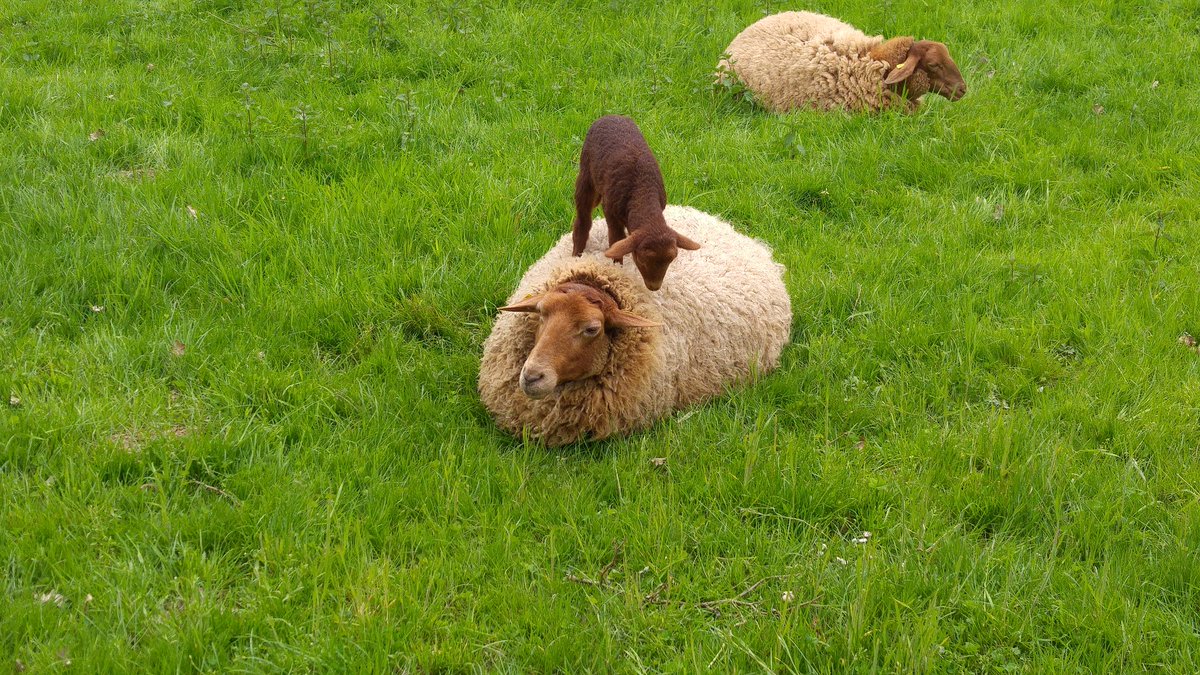 RonyLoesche's tweet photo. if your mother is the best pillow #sheep #mother https://t.co/6SjQHzCLnt