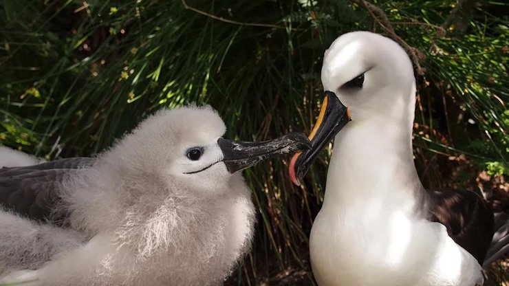 Island Conservation tweet media