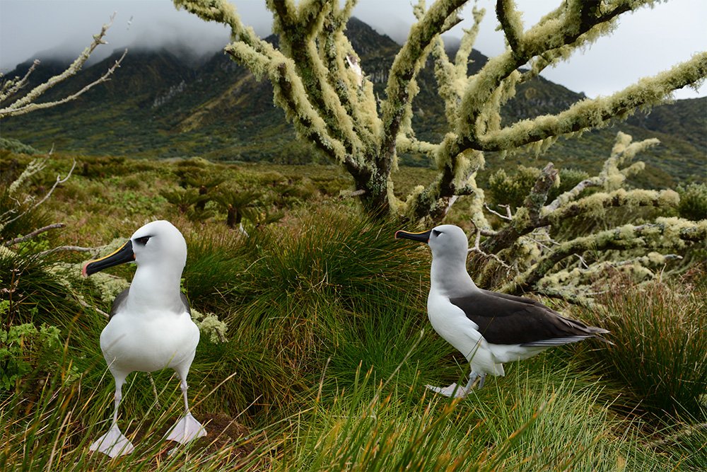 Island Conservation tweet media