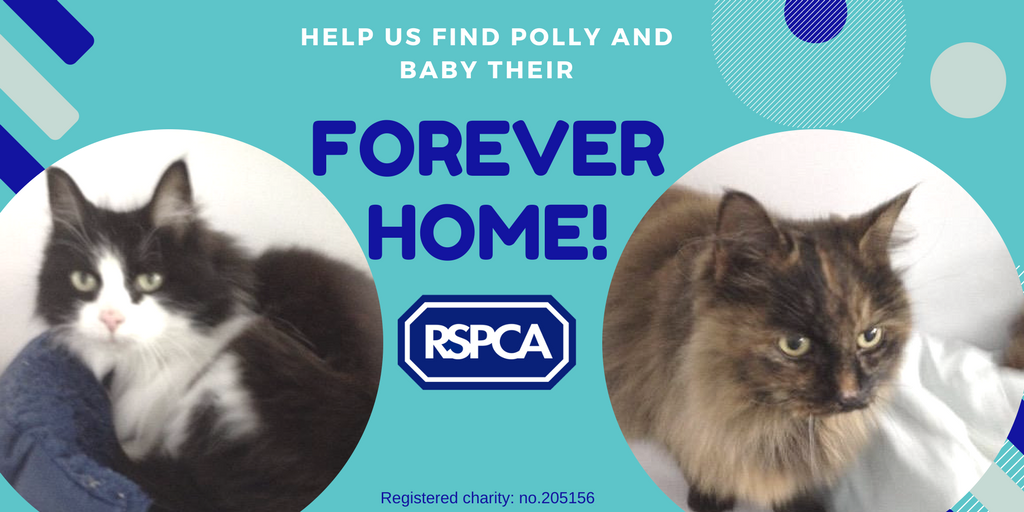 rspcaoxon's tweet photo. We are best friends, and sadly our owner passed away. We love to have a cuddle and to have our long fur combed, do you know anyone who could adopt us? Please share, and contact adopt@rspca-oxfordshire.org.uk for more details. #adoptdontshop https://t.co/oRTZ35gYq4