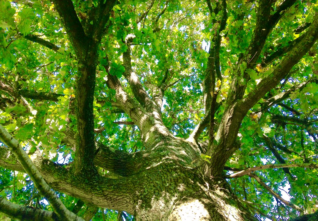 'Trees are poems that the earth writes upon the sky.' ― Kahlil Gibran #lovetrees #NewForest