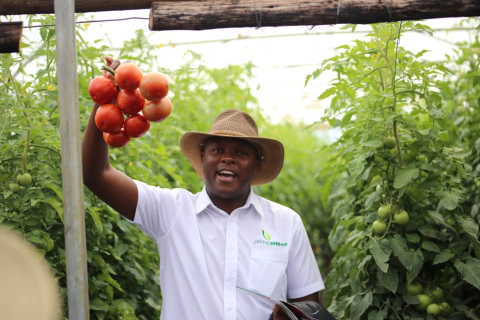 Seed Co Zimbabwe tweet media