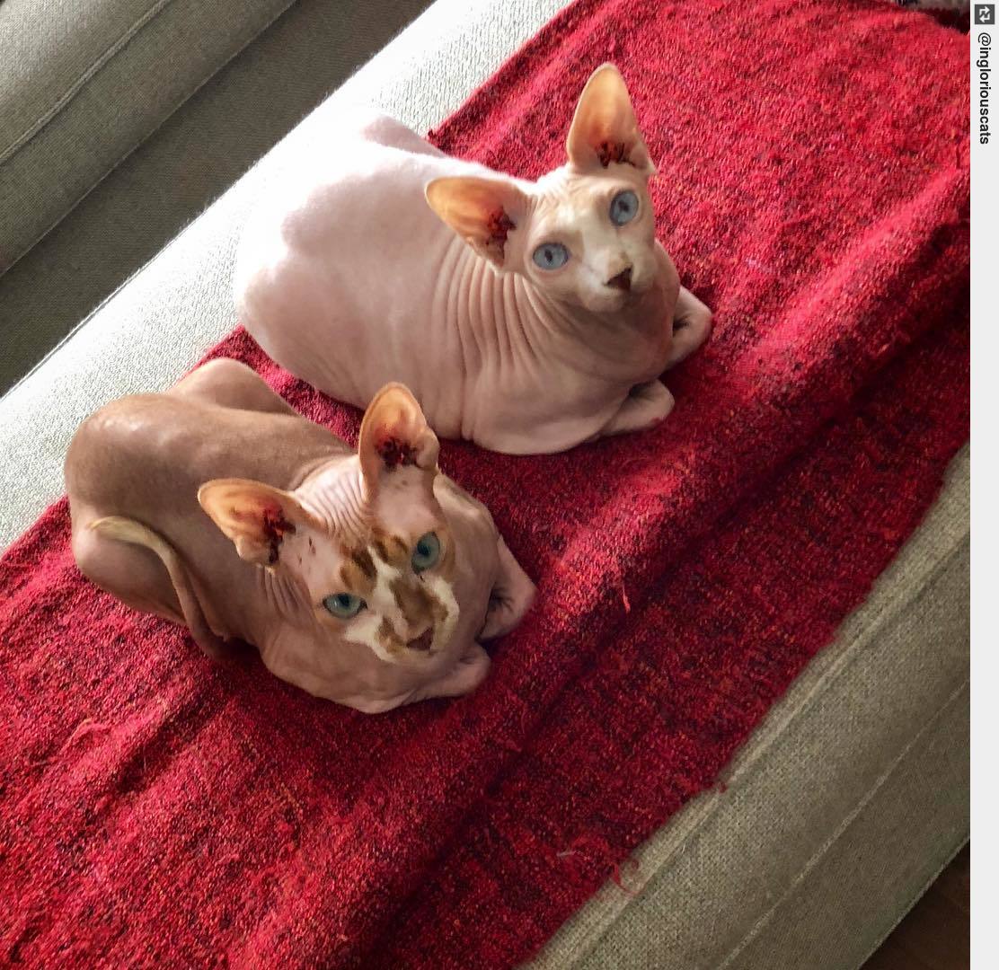 IngloriousCats's tweet image. The #inglorious #breadloaf brothers! 😻💕 #WednesdayWisdom #humpday #ingloriouscats #sphynxcat #sphynx #hairlesscat #catsoftwitter