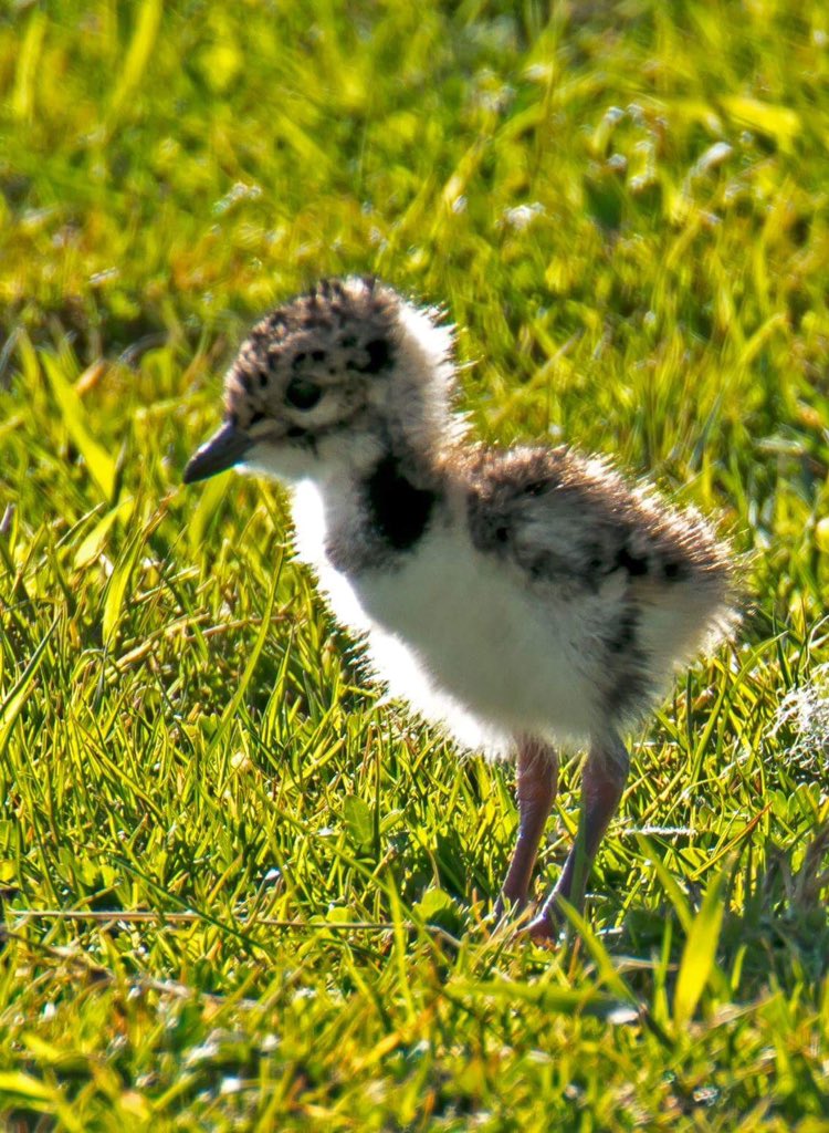 FrithLodgeKeld's tweet photo. First lapwing chick we've spotted @FrithLodgeKeld 
@BirdWatchingMag 
@BirdwatchExtra 
@RSPB_N_England https://t.co/xTHOU70hvZ