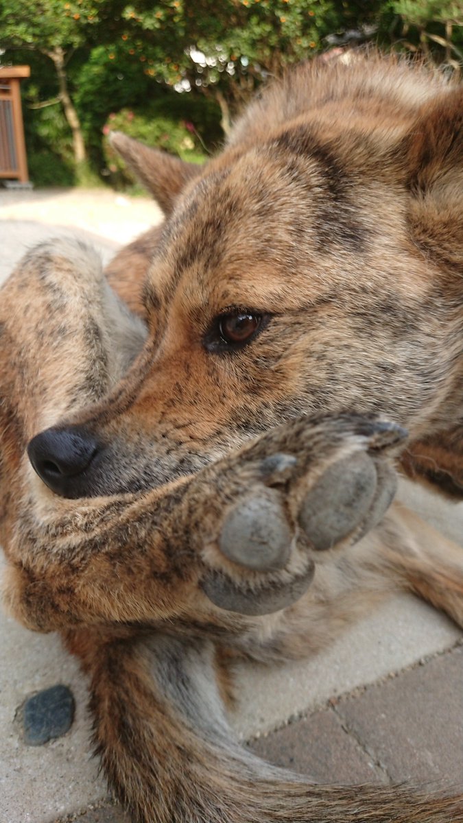 甲斐犬 虎丸 撫でて撫でてアピールからの突然の足噛み 痒いの ストレス 甲斐犬 虎丸 撫でて撫でてアピールからの突然の足噛み 痒いの ストレス