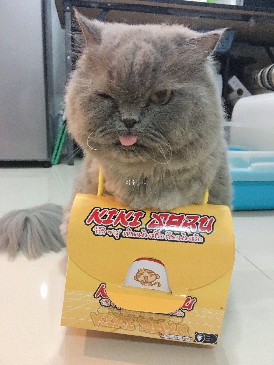FerinRukawa's tweet photo. ไปโรงเรียนครับ #ลิซ่าแมวอ้วน #britishlonghair #lisacat https://t.co/nzVwpw0SdS