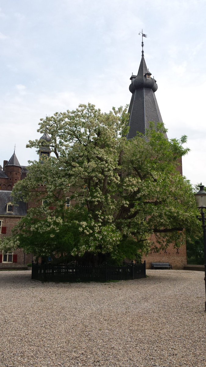 kasteeldw's tweet photo. Alle acacia's in de omgeving, ook de Acacia op de binnenplaats, bloeien nu zo uitbundig! #acaciahoning https://t.co/mEIWAWpyBW