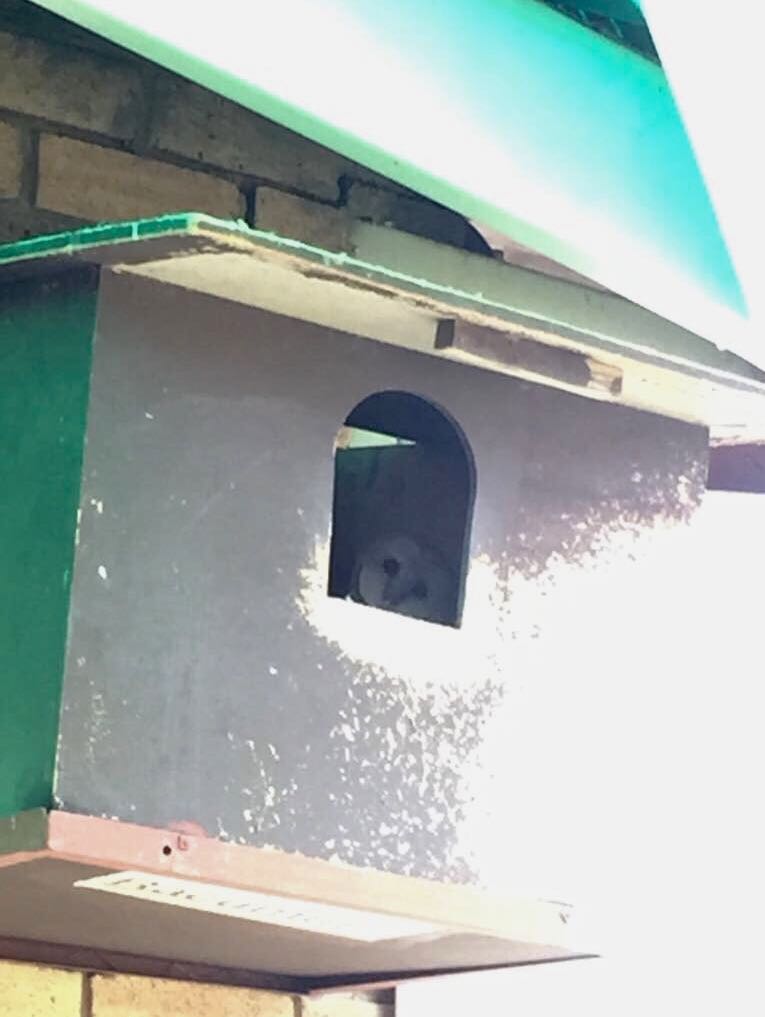 Our resident owl keeping an eye on business at Bayer’s stand at #NampoPark during #Nampo2018