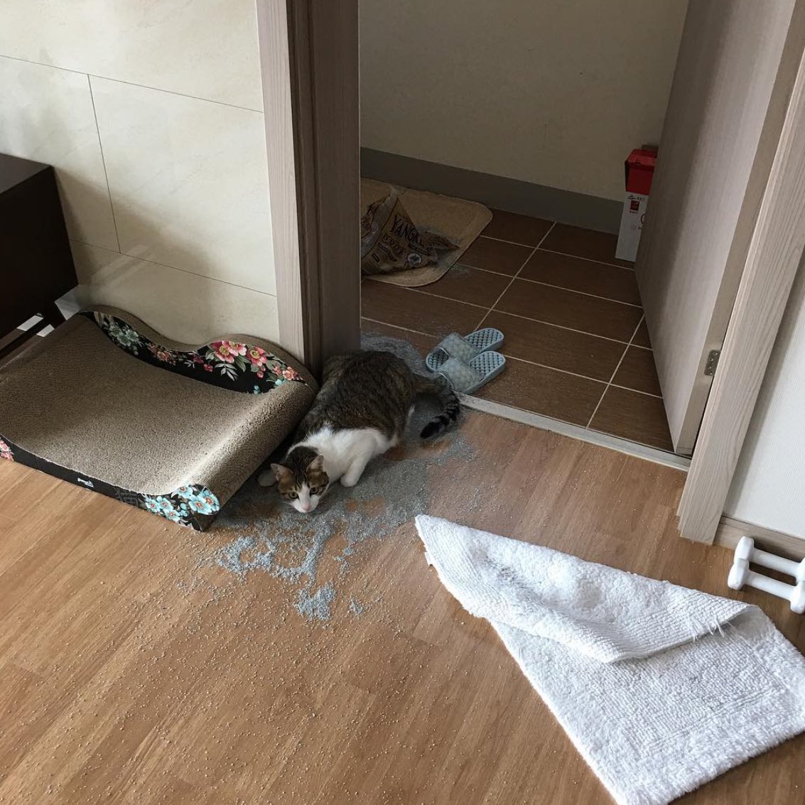 taeppqq's tweet photo. ไอ้แมวจอมซนเอ้ย 🐱🐈🐈🔅💘 https://t.co/6yDv5nGfrf