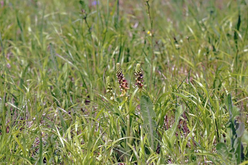 Sylvatica tweet media