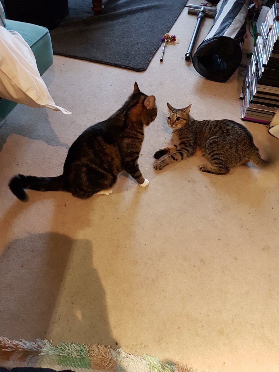 LilysLushLife's tweet photo. Kitty fights π»π»π»π» they love each other though I swear
#lowkeysavage #ClawsOut #pets #love #brothers #fight #myboys #cats #Kitty https://t.co/2Gli2rTG1Z