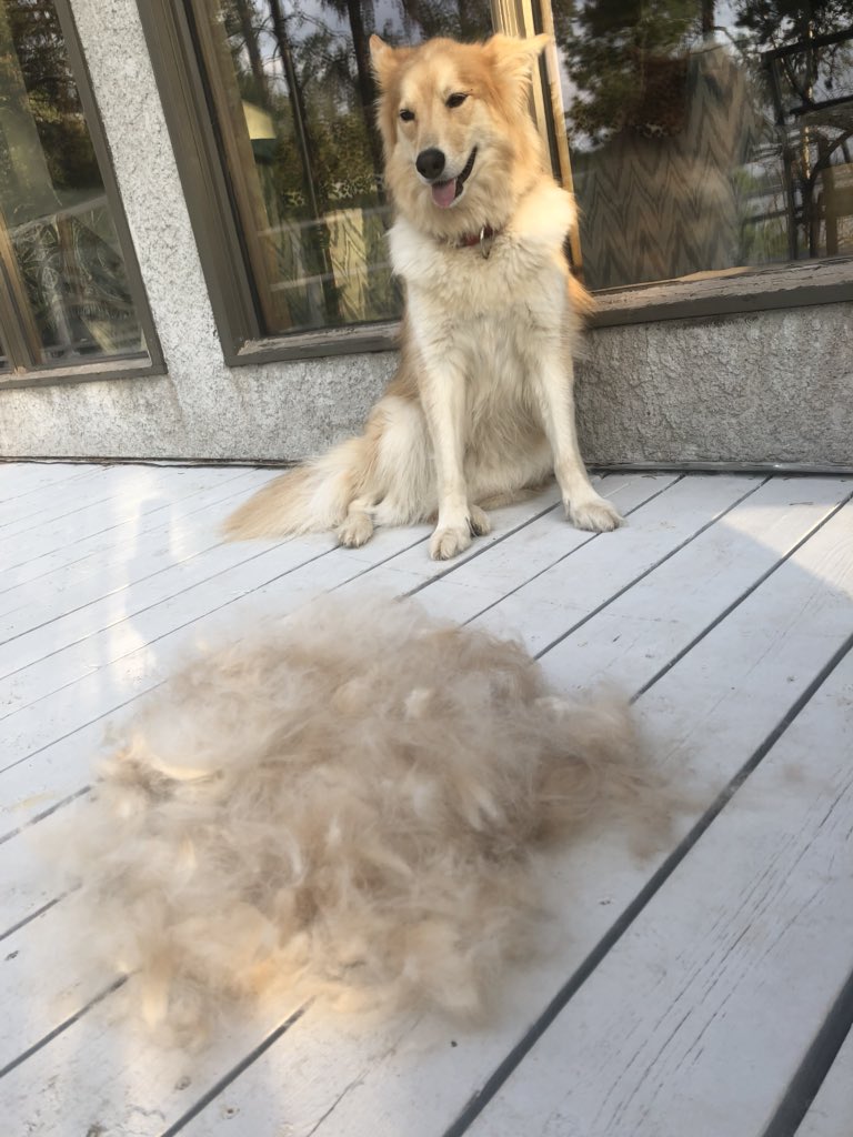 Glenn_Nolan_'s tweet photo. Having dogs in my life has never been questioned. They give back such love and loyalty. And hair. Lots of hair. #knitsweaters #stuffmattress #hairupmynose love our furry (really furry) friends https://t.co/ETdsEPEZA4