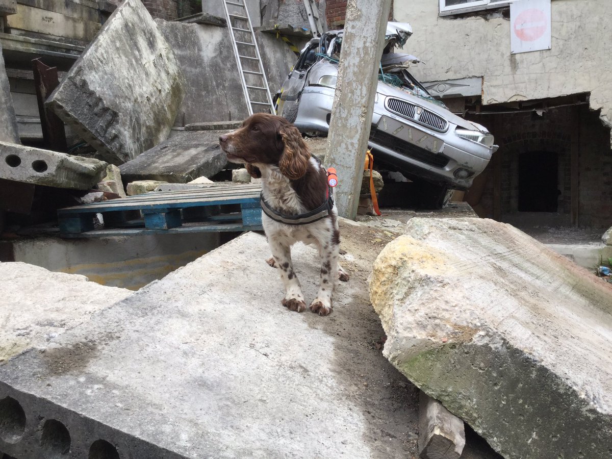 #MockApoc: Urban Search and Rescue dogs are checking for casualties among the rubble #SIMex2018 #JustAnExercise #TeamHants <a href="/portsmouthuni/">University of Portsmouth</a> @HantsUSAR <a href="/UKISAR/">UK ISAR Team</a> bit.ly/MockApoc <a href="/danslee/">Dan Slee</a> <a href="/comms2point0/">@comms2point0</a>