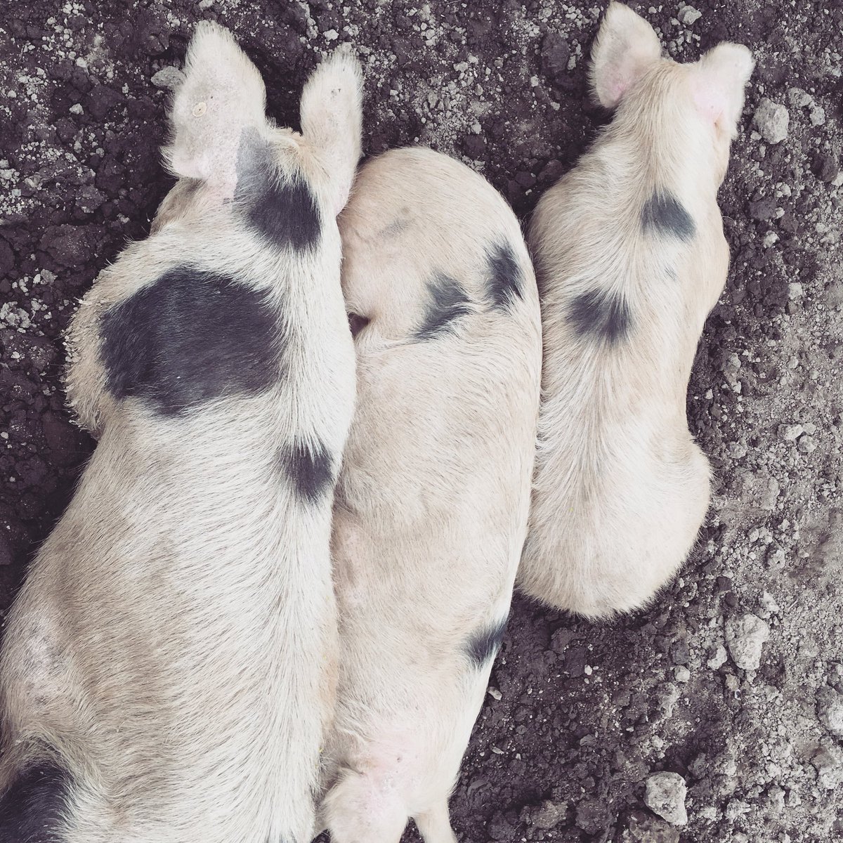thebarnmeanwood's tweet photo. Siesta time at @meanwoodfarm #toptotail #sleepypigs https://t.co/rmrW5QMJoz