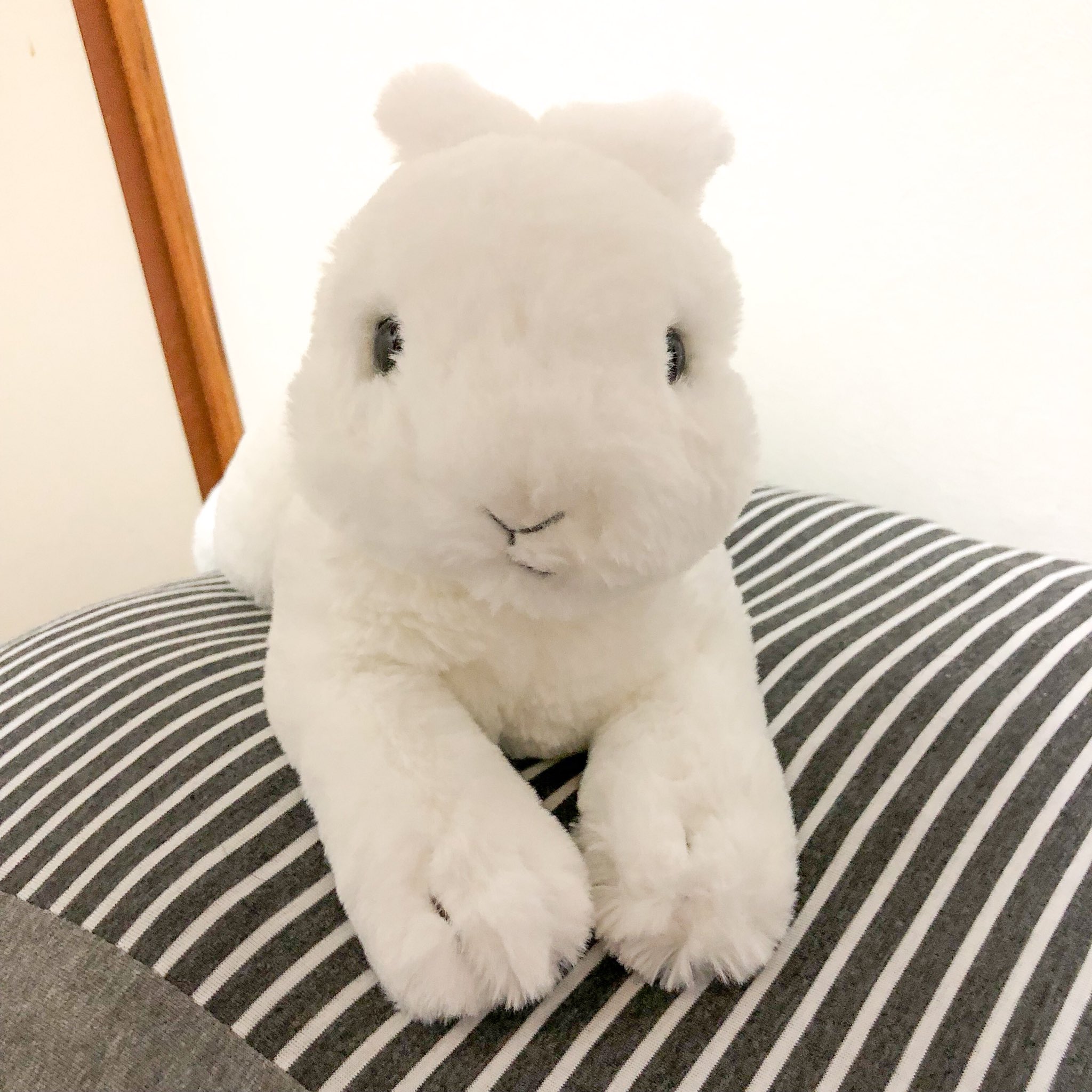うさぎのぬいぐるみわーるど Al Twitter サンレモン社のひざうさぎのホワイト 本物のうさぎさんのような可愛さと しっかりとした重さがたまらないうさぎさん うちにはグレーとホワイトの二匹がいます ぬいぐるみ うさぎ うさぎのぬいぐるみ ウサギ ぬいどり