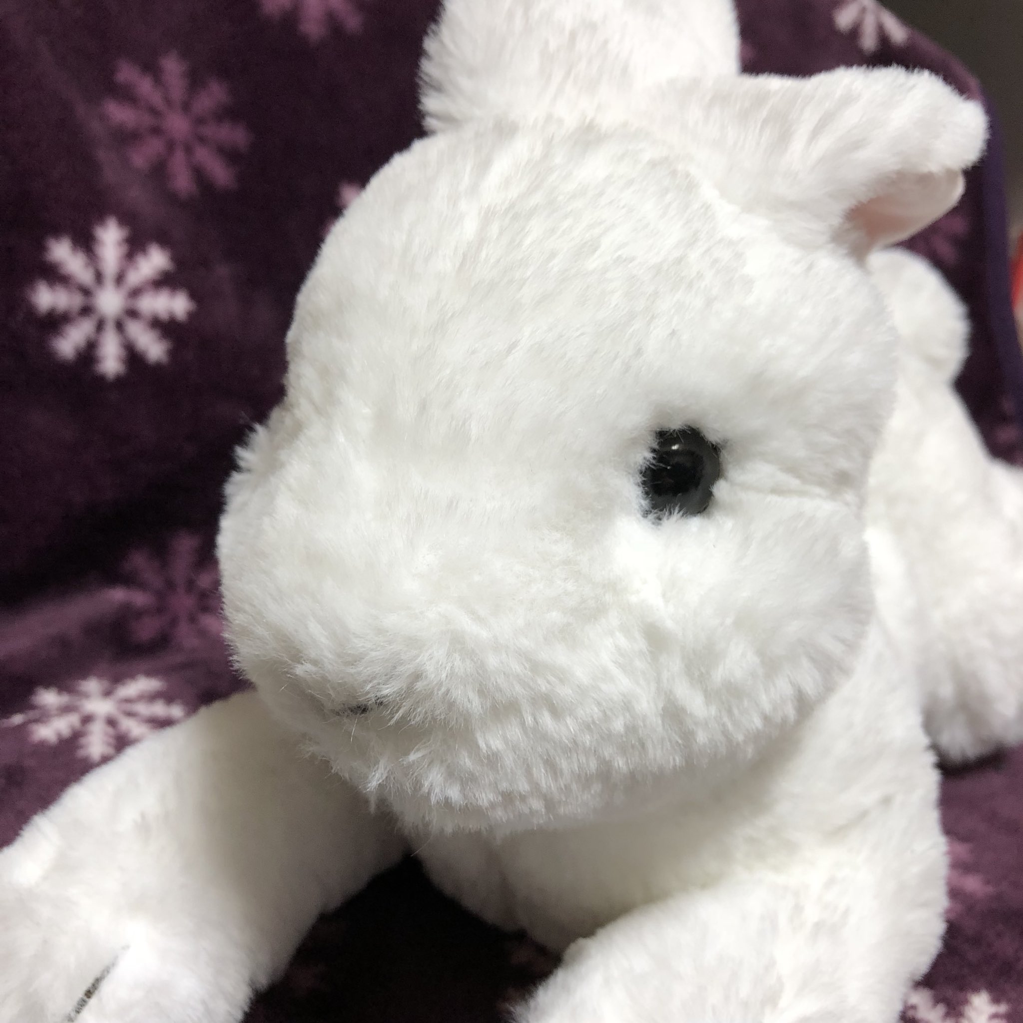 うさぎのぬいぐるみわーるど Al Twitter サンレモン社のひざうさぎのホワイト 本物のうさぎさんのような可愛さと しっかりとした重さがたまらないうさぎさん うちにはグレーとホワイトの二匹がいます ぬいぐるみ うさぎ うさぎのぬいぐるみ ウサギ ぬいどり
