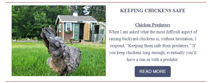 FreshEggsDaily's tweet photo. If you raise chickens, you need to keep them safe from predators. Here are some of my top tips that I shared recently with @almanac . #chickens #fresheggsdaily #almanc #countryliving  https://t.co/TRah4nvNAr https://t.co/k6kUeJQqqg