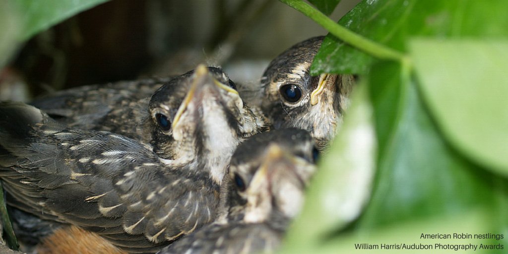 Here's how to tell the difference between a baby bird you should rescue and a baby bird you shouldn't: ow.ly/JZ6q30jQhRD