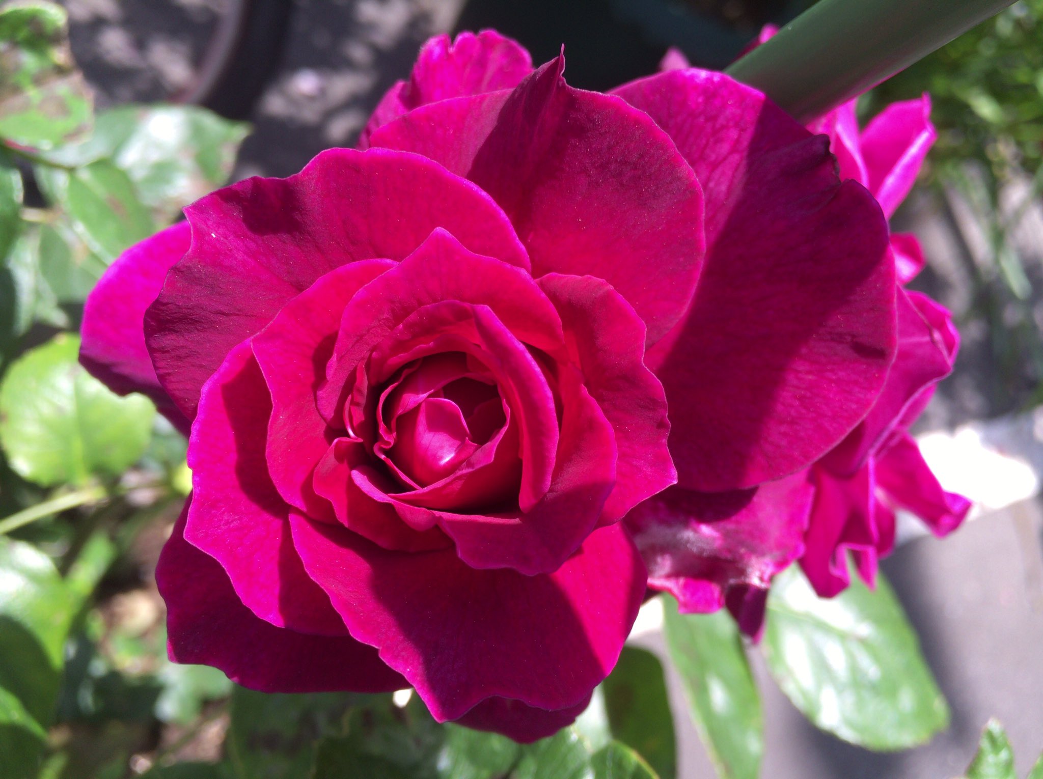 Chris この濃いピンクの薔薇の香りが好きです Fragrance Rose 花言葉 感謝 Fragrancerose Rose Flower Pinkrose ローズ ピンクローズ フラワー フレグランスローズ 花 薔薇 バラ ピンクの薔薇 ローズガーデン T Co Vre8wgxk8n Twitter