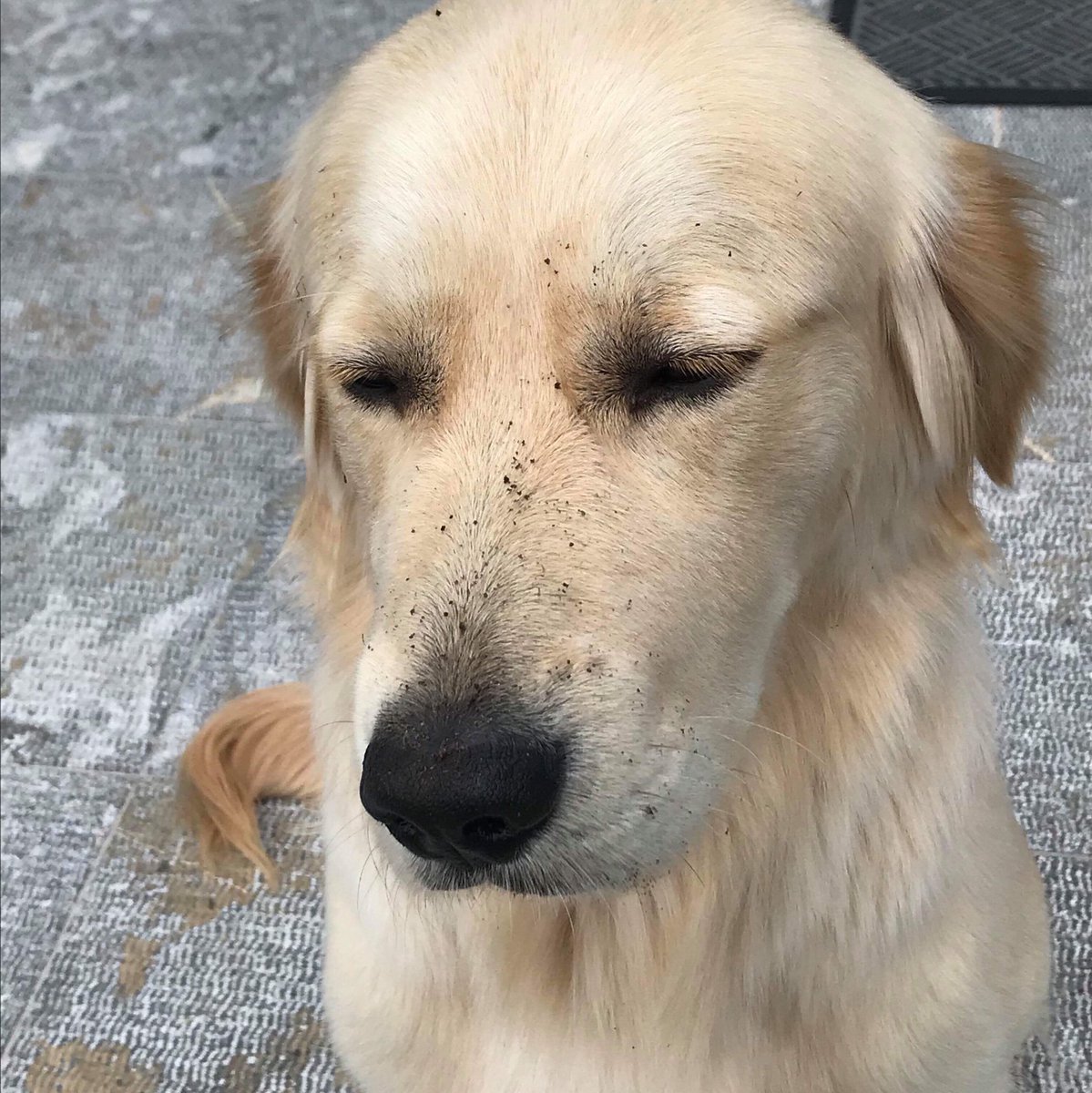 moniquehore's tweet photo. A real whodunnit here #guiltygolden https://t.co/GYFsoJ7rRy