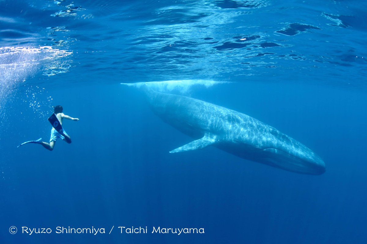 Taichi Maruyama 丸山太一 Ar Twitter 6 22 金 篠宮龍三 丸山太一 クジラ王国スリランカ 報告会スライドショー開催します 今シーズンのフリーダイバー 篠宮さんとシロナガスクジラ マッコウクジラ シャチたちとのコラボショットシーンを中心に