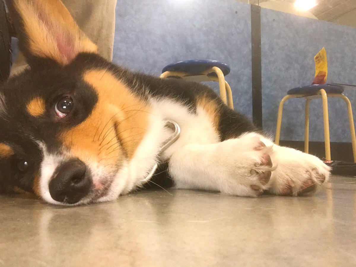 What do you mean it’s only Wednesday? 😴 #PetSmart #petsmarttraining #petsmarttrainer #areatrainer #southflorida <a href="/PetSmartAE/">Associate Engagement</a> <a href="/PetSmart/">PetSmart</a>