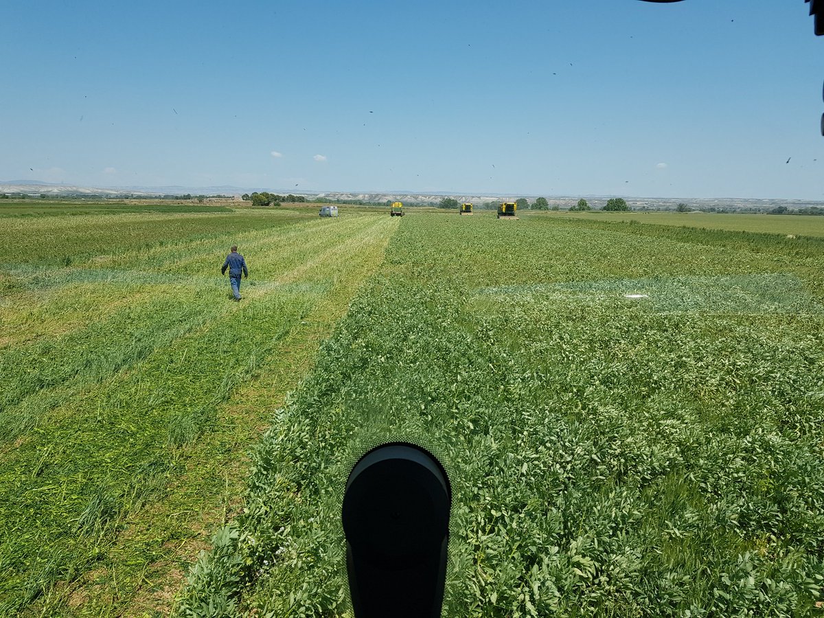 YvarErnst's tweet photo. Grove Tuinbonen oogst in Spanje #hackharvest #agrifoto #akker #oogst2018 https://t.co/eTgkuyC2zA