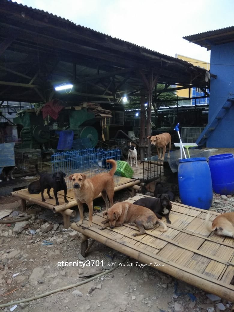 eternity3701's tweet photo. 25Bags of Dog Foods 550USD
9Bags of Cat Foods 261USD
1Bag of Rice 15USD
1Box of snack ( Sponsor by @0318st___ ) 26USD
Medical Fee 300USD
Total 1152 USD
Thank you Loves who joined this project and make this happened. Thank you 💖 #Aron_CharityProject #뉴이스트W #NUEST_W https://t.co/ocT0TisKgE