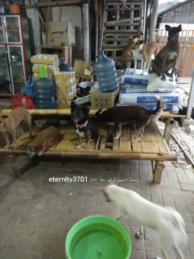 eternity3701's tweet photo. 25Bags of Dog Foods 550USD
9Bags of Cat Foods 261USD
1Bag of Rice 15USD
1Box of snack ( Sponsor by @0318st___ ) 26USD
Medical Fee 300USD
Total 1152 USD
Thank you Loves who joined this project and make this happened. Thank you 💖 #Aron_CharityProject #뉴이스트W #NUEST_W https://t.co/ocT0TisKgE