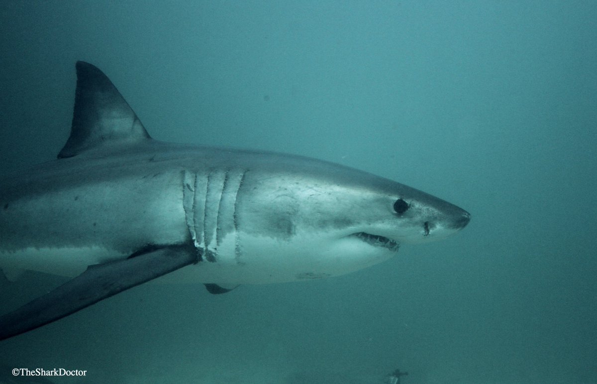 TheSharkDoctor's tweet photo. Being eye level with and oftentimes within arms length of these charismatic predators was exhilarating, educational, and an experience that gave me a newfound respect for them.
#sharks #whiteshark #greatwhiteshark #southafrica #canon #gansbaai #oseas #conservationcrew https://t.co/NEM3gp5cqt