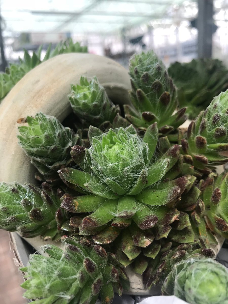 VR_Gardens's tweet photo. We spotted some fabulous plants at our local garden centre @TheOrchardHGC ❤️ #gardening #gardenchat https://t.co/4eoMat7ggH