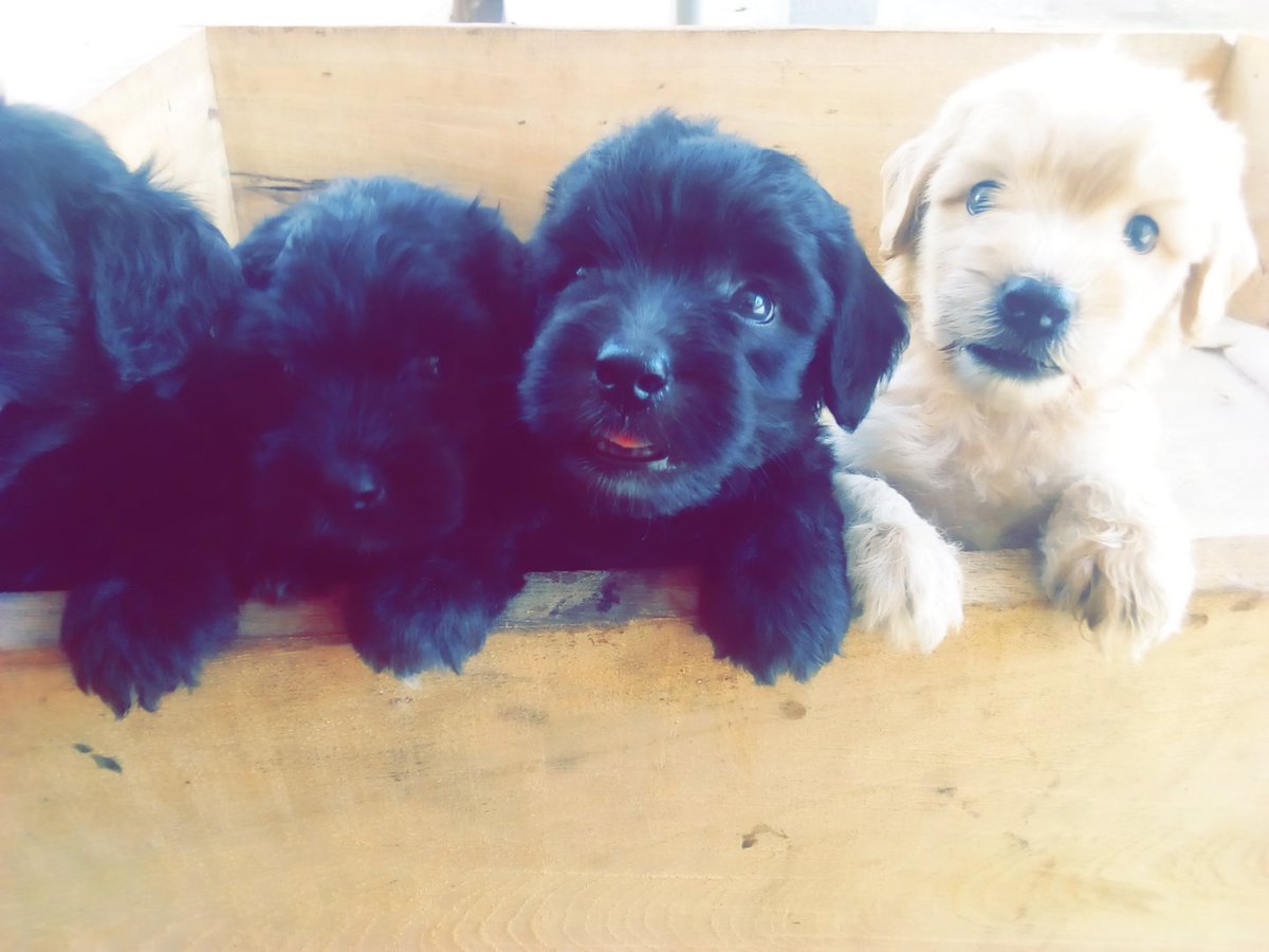 peniel_got_game's tweet photo. Pedigree Poodle Puppies ready for new homes. Please retweet, my customer may be on your TL. https://t.co/woMEu46YaE