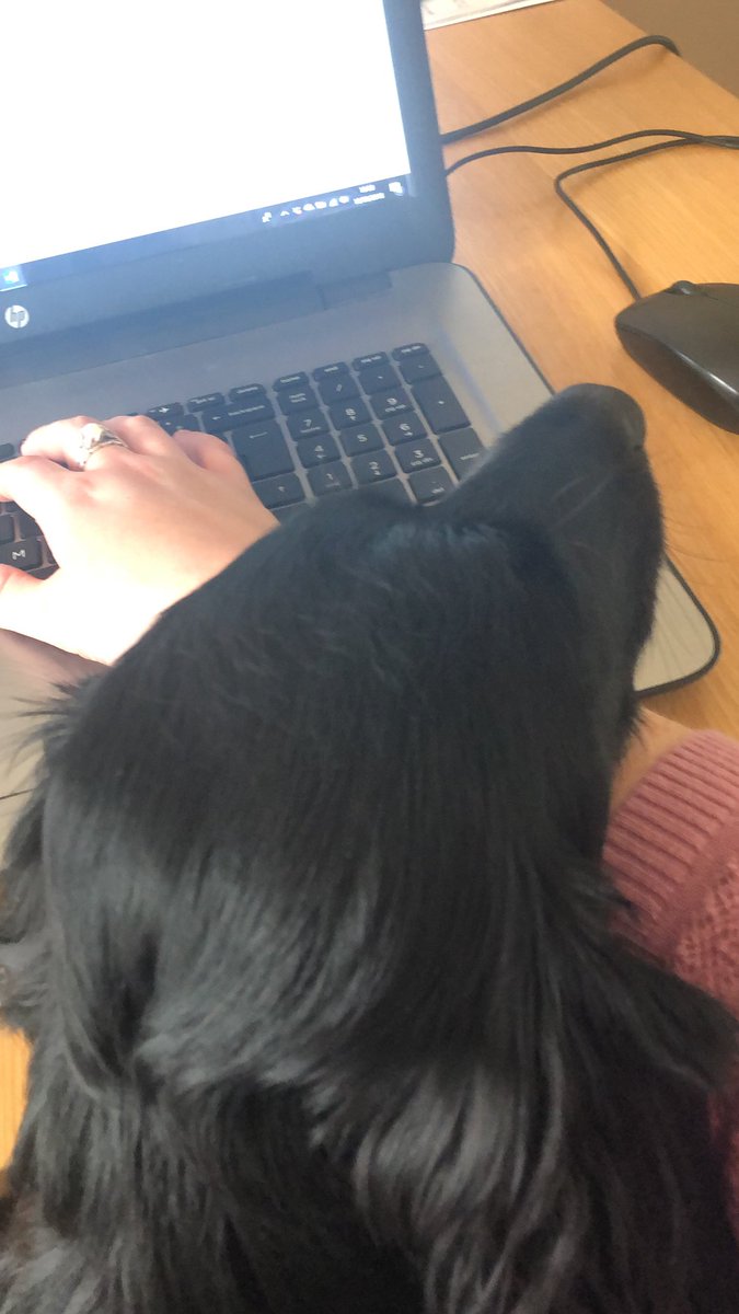 mariaho1den's tweet photo. When you have ethics forms to write and your dog decides they will keep you pinned to the keyboard... @NicolaYaylor I think I’ve seen you post similar problems.... #WorkFromHome #dogshelping #bestcompany #shestillnotmoved https://t.co/F9WO7nFTCk