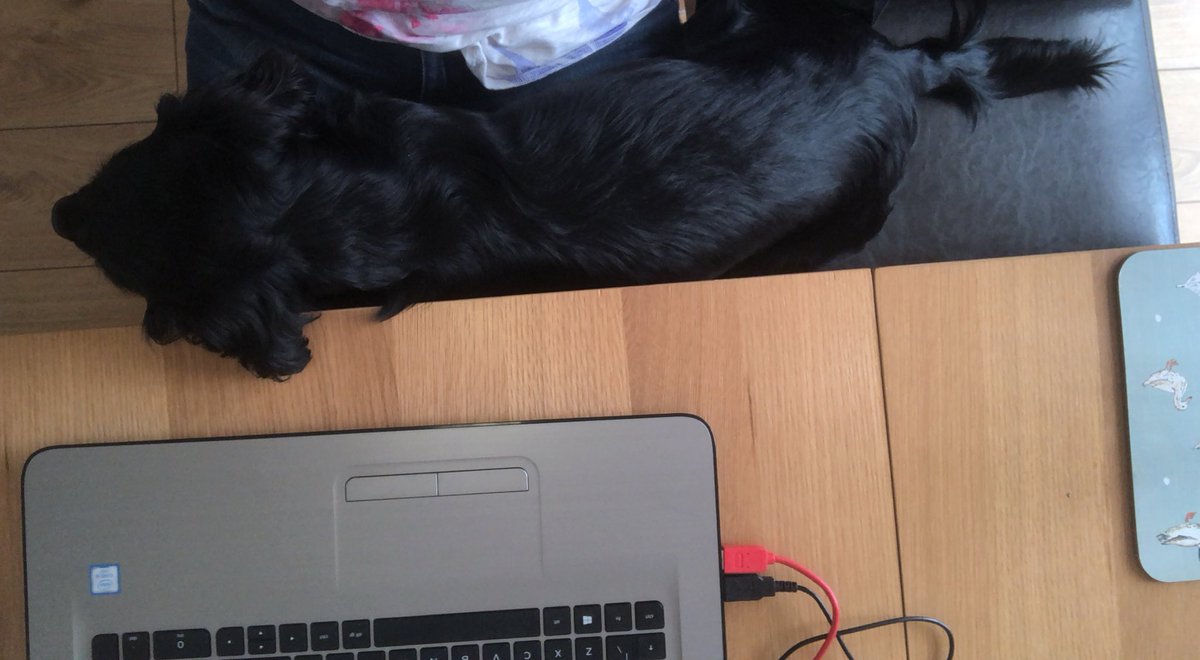 mariaho1den's tweet photo. When you have ethics forms to write and your dog decides they will keep you pinned to the keyboard... @NicolaYaylor I think I’ve seen you post similar problems.... #WorkFromHome #dogshelping #bestcompany #shestillnotmoved https://t.co/F9WO7nFTCk