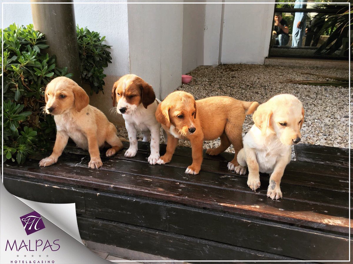 Malpas_Hotel's tweet photo. Malpas ailesi olarak sokaktaki misafirlerimize ev sahipliği yapmaktan mutluluk duyuyoruz 🐶❤️ https://t.co/uIrKipbq8l