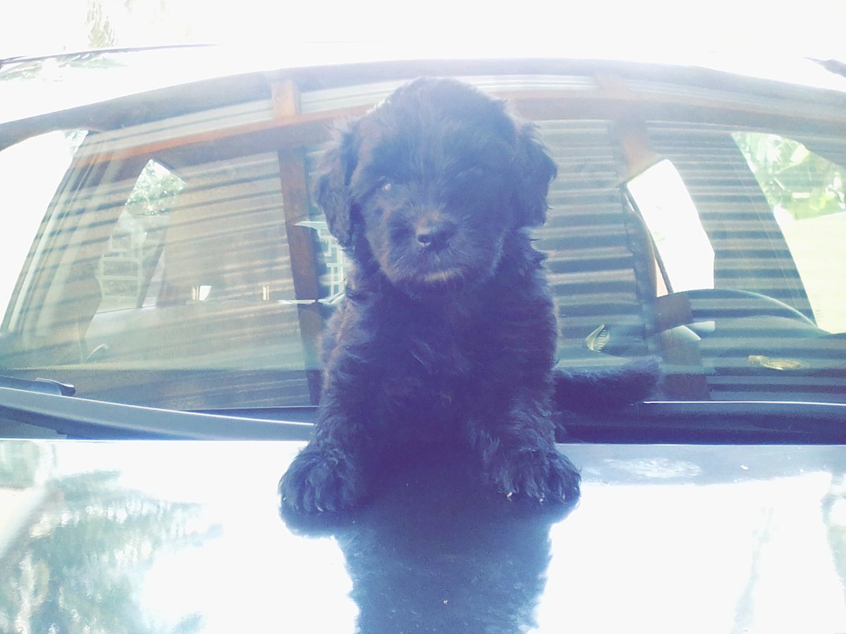 peniel_got_game's tweet photo. Pedigree Poodle Puppies ready for new homes. Please retweet, my customer may be on your TL. https://t.co/woMEu46YaE