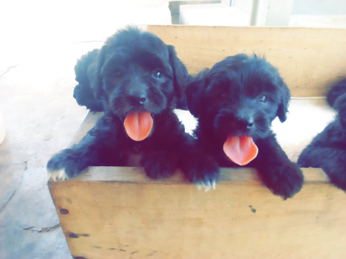 peniel_got_game's tweet photo. Pedigree Poodle Puppies ready for new homes. Please retweet, my customer may be on your TL. https://t.co/woMEu46YaE