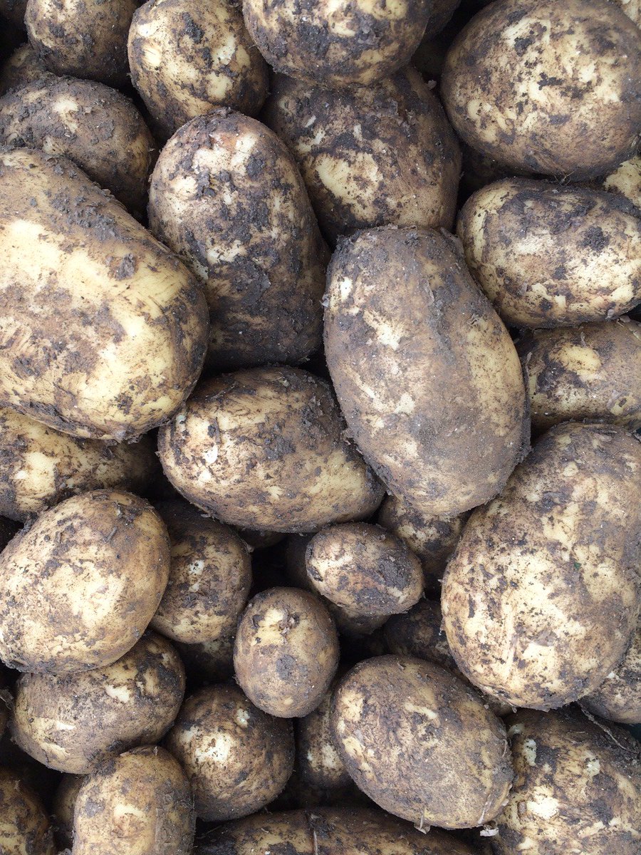 LoveCornishFood's tweet photo. Cornish Earlies are in! Straight from the ground with dirt still on them, they keep better that way! Delicate skins need a quick rub, boil & Cornish butter, salt & pepper.
Enjoy while they're here.
ยฃ2.75/kg
#cornishearlies #rubmedontscrubme #seasonal #cornishveg #cornishgrown https://t.co/Hyo1XzbZ7y