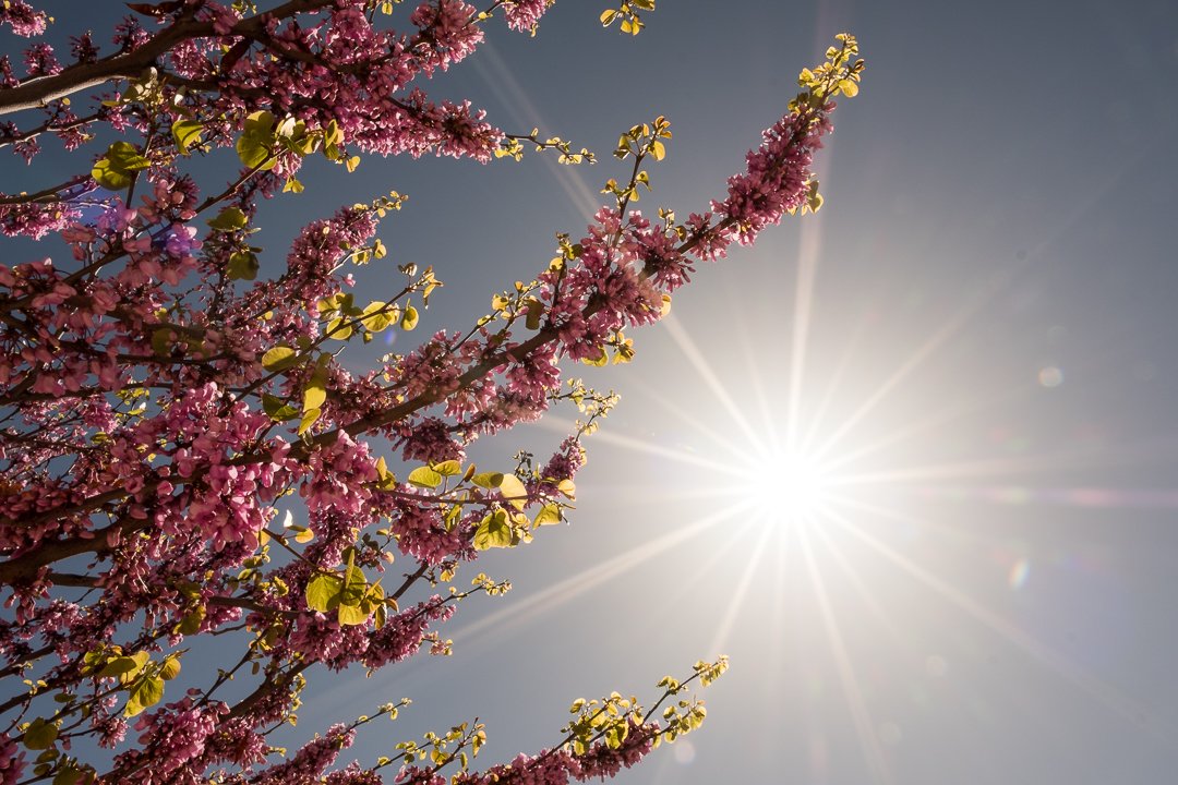 Spring had sprung at the Amangiri. April is a beautiful time to visit this desert destination. #amangiri #canyoncountry #utah <a href="/Amanresorts/">Aman</a>