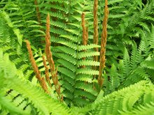 greenthumbfarms's tweet photo. Our final Native Sod Feature is the Cinnamon Fern.  So named thanks to the appearance of its fronds, this plant gives a slightly tropical look to your shade garden.  Learn more about it https://t.co/7SbtOsV6MF https://t.co/q3QpZvsmzW