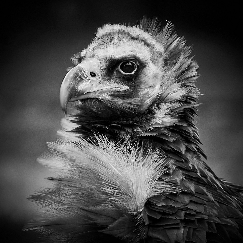 Study of one of the magnificent vultures at the Hawk Conservancy, Andover <a href="/HawkConservancy/">Hawk Conservancy Trust</a> #birdsofprey #vulture #wildlifephotography