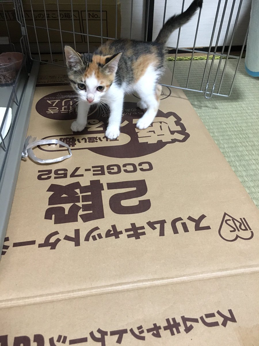 これ見た人は子猫が成長した画像貼れ 美人 美猫編 Togetter これ見た人は子猫が成長した画像貼れ 美人 美猫編 Togetter