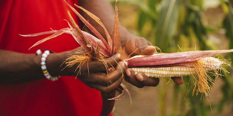 .<a href="/MamoPanel/">Malabo Montpellier Panel</a> holds their policy night on 'Addressing #Nigeria’s Hunger and #Nutrition Challenges: What Works?'on 29 May. Register now to attend -bit.ly/2I8PO76