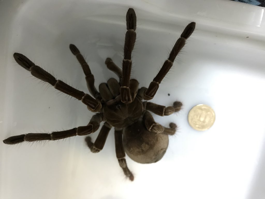 Uzivatel しい 爬虫類垢 Na Twitteru タランチュラの土交換 バーガンディゴライアスバードイーターとブラジリアンサーモンピンクは 飼育始めて1年4ヶ月経過 カーリーヘアもちんまりサイズからどんどん成長中 タランチュラ